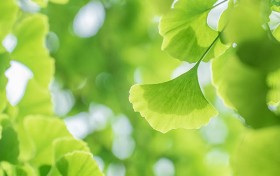 新凤凰带你揭秘：怎样玩转北京赛车pk10获得胜利秘诀？
